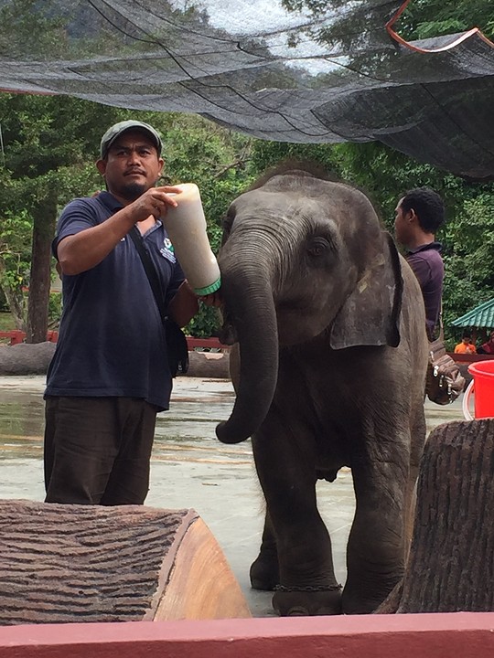 Baby olifantje in Elephant Centre