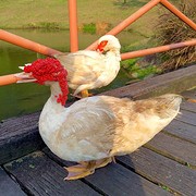Mooi stel in het park