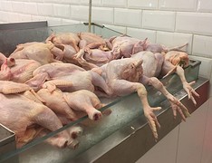 Mals pootje eten vanavond?