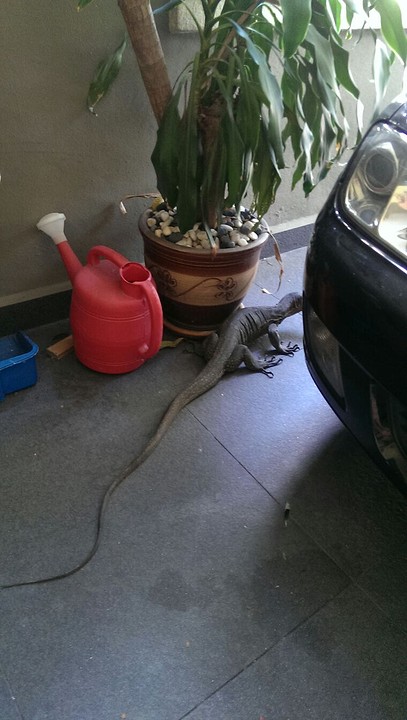 Vriendje in de tuin