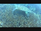 Tioman onder water
