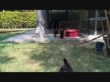 De puppies zijn weer terug