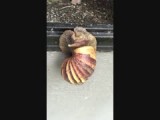 Slak in de brievenbus