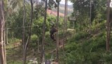 Tarzan