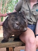 Wombat