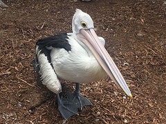 Vreemde vogel