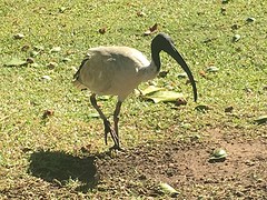 Nog een rare vogel
