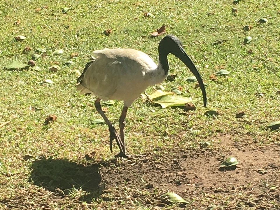 Nog een rare vogel