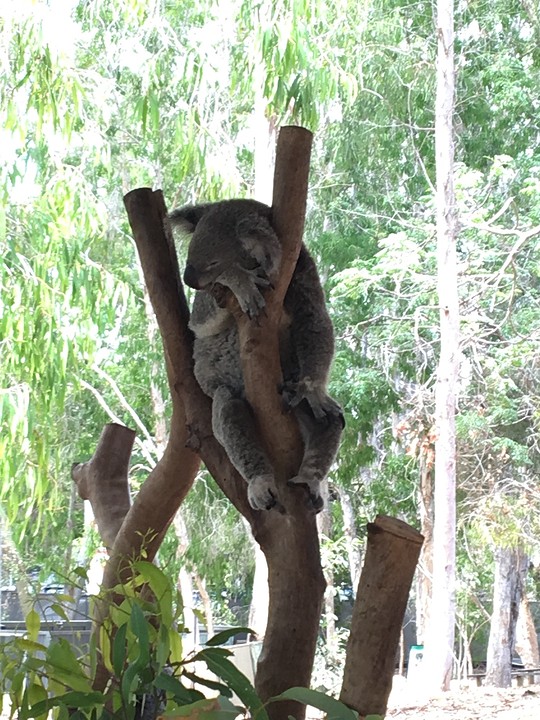 Koala