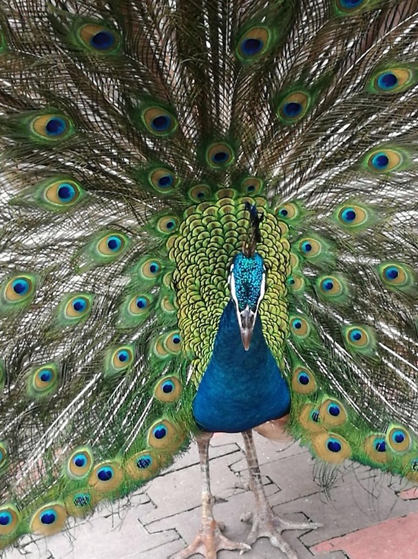 Prachtige vogels