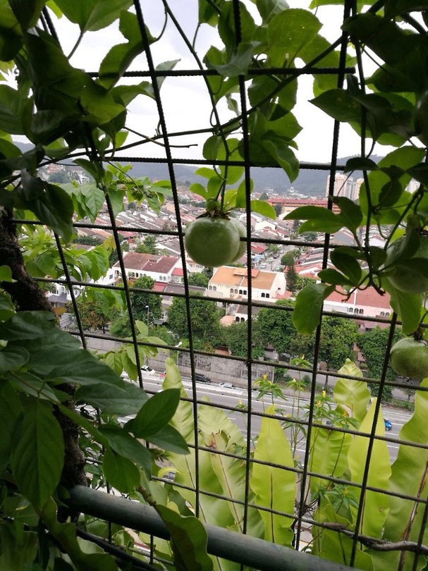 Uitzicht vanaf het dak