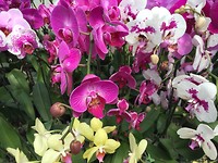Overal bloemetjes
