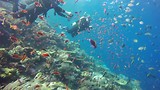 Duiken in Komodo