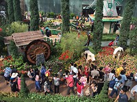 Tulip mania