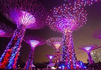 Supertrees by the bay
