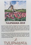 Tulip mania