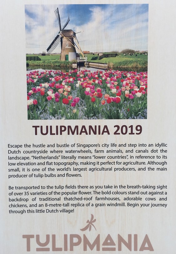 Tulip mania