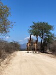 2. Of giraffen