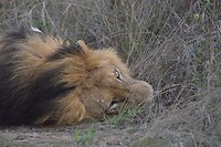 1. One Eyed King of Kapama