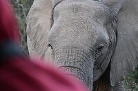 1. Olifant dichtbij!