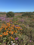 8. Flowers in Wild Coast NP