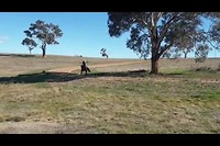 3yo racehorse