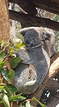 Koala hospital, Port Maquarie