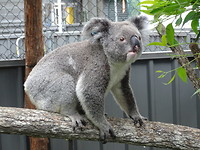 Koala Hospital