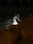 Pinguïn