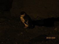 Pinguïn 2