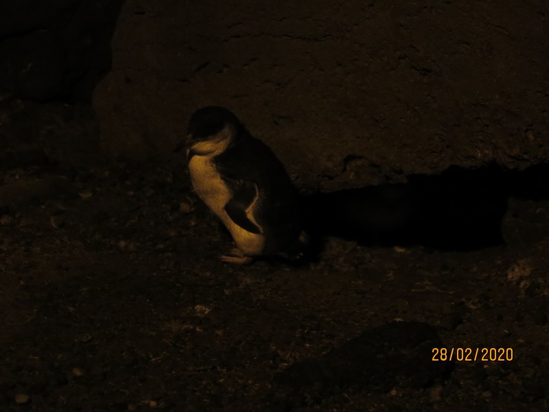 Pinguïn 2