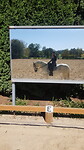 Dressuur training met Penora