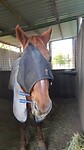 Ali