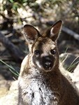 Gorge reserve