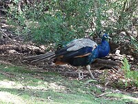 Gorge reserve