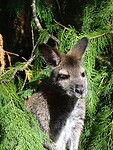 Gorge reserve
