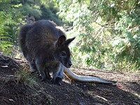 Gorge reserve