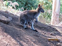 Gorge reserve