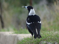 DSC00248