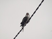 DSC09065