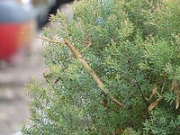 DSC03001