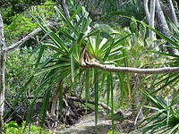 DSC03965