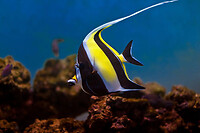 moorish-idol-ts-1
