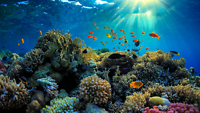 si-GreatBarrierReef