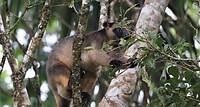 NT_get_to_know_Lumholtz’s_tree_kangaroos_large_creative