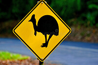 cassowary-warning-sign-queensland-australia-road-daintree-national-park-tropical-north-endangered-71286240