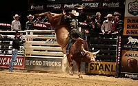 bull