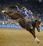 bronc
