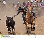 steer un
