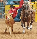 steer